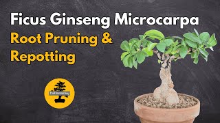 Optimizing Growth Root Pruning and Repotting Ficus Ginseng Microcarpa [upl. by Wylde660]