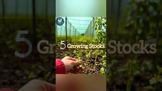 shorts 5 Growing Stocks stockmarket invest youtubeshorts ytshorts profit wealth [upl. by Ornstead]