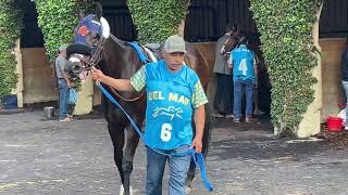 Iscreamuscream Paddock Del Mar [upl. by Yarazed439]