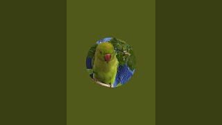 CUTE PARROT  Bhutku and Chutku is live [upl. by Emmye]