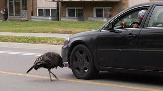 This wild turkey wanders around an Ontario neighbourhood and approaches residents [upl. by Hackathorn]