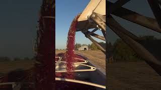 Combining Kidney Bean Windrows with Pickett equipment combine harvest caseih farming beans [upl. by Maller]