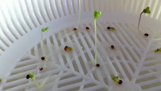 Transplanting Broccoli Sprouts into Cups [upl. by Yacov]