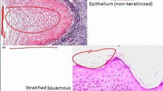 Epithelium in Under 10 minutes [upl. by Enileqcaj226]