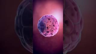 Fertilization part 2💕shorts youtubeshorts science [upl. by Anirrok]