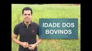 COMO SABER A IDADE DOS BOVINOS [upl. by Anet716]