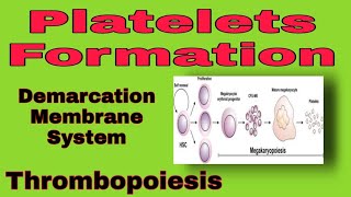 Megakaryopoiesis  Platelets Formation [upl. by Aiykan280]