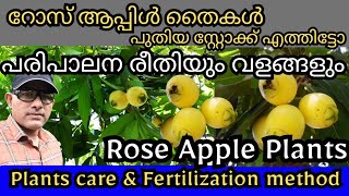 Rose Apple Plant Malayalam Trends Wheel റോസ് ആപ്പിൾ roseapple fruitsplants trendswheel [upl. by Boleslaw288]