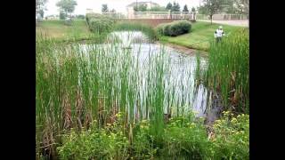 Pond Managment amp Best CATTAIL REMOVAL  CUTTING Tools [upl. by Mani]