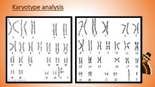 Karyotype Analysis [upl. by Carol]