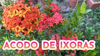 COMO HACER ACODO IXORA PASO A POSO APRENDE A REPRODUCIR IXORAS DE FORMA FACIL [upl. by Sherfield573]