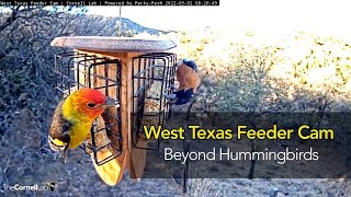 West Texas Feeders Beyond Hummingbirds [upl. by Glennis]