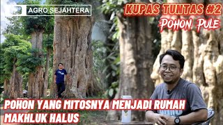 KUPAS TUNTAS SEMUA TENTANG POHON PULE  AGRO SEJAHTERA [upl. by Sabsay]