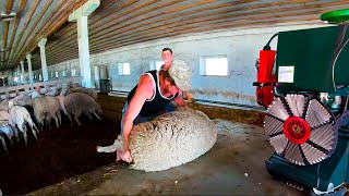 Incredibly Huge Sheep Shearing  Stunning and Satisfying [upl. by Aurthur552]