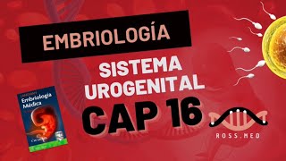 CAP 16SISTEMA UROGENITALEMBRIOLOGÍA MÉDICA LANGMANRESUMENPODCAST [upl. by Akemehc603]