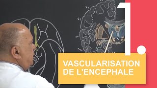 Vascularisation de lencéphale  cours et applications [upl. by Amati354]