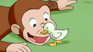 Curious George 🐵 A Monkeys Duckling 🐵 Kids Cartoon 🐵 Kids Movies  Videos for Kids [upl. by Cinimmod428]