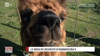 Lallevatrice di Alpaca  Il posto giusto 06022021 [upl. by Ardin706]