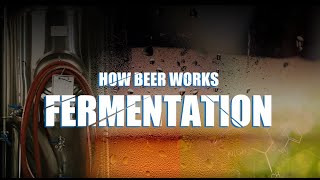 Beer Brewing Process  How beer worksfermentation？ [upl. by Yrogreg]