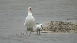 Spoonbill at Titchfield Haven Nature Reserve 21 Feb 2024 [upl. by Trask835]