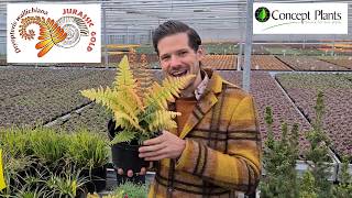 Dryopteris Jurassic Gold by Plant lover Peter at Digitial CAST [upl. by Peppel]