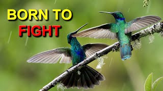 Fighting Hummingbirds Heavyweight Champ The Sparkling Violetear [upl. by Metabel]