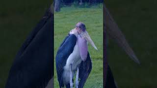 EP13 Marabou stork birds beautiful birds birdreview wildlife thenewsbird [upl. by Nivrehs]