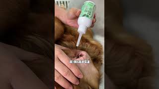 It turns out that a dogs ears need to be cleaned once a week Check it out immediately after sc [upl. by Kariv]