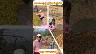 అటవీ ఉత్పత్తుల్లో ప్రధానమైనది కరక్కాయి Chebulic myrobalan forest forestproducts forestgoods [upl. by Ranice514]