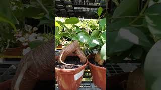 Ficus Microcarpa Ginseng  Super exótica [upl. by Soane]