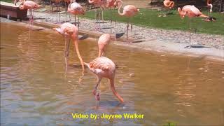 quotFlamingo Dancequot  Funny Video [upl. by Fagaly]