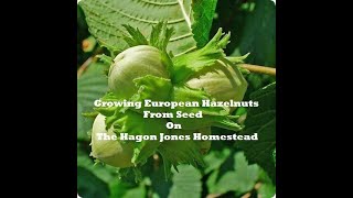 Growing European Hazelnut from seed  The Hagon Jones Homestead [upl. by Monteith]