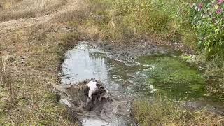 Springer Puppys Mad for Mud [upl. by Yecats88]