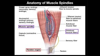 Anatomy amp Physiology of Muscle Spindles [upl. by Aguayo]