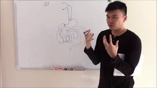 USMLE GIT 1 Embryology Anatomy and Gastrointestinal Ligaments [upl. by Clintock]