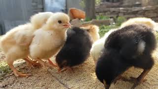 baby chicks chirping sound [upl. by Daigle]