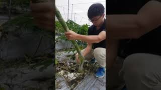 武士道一刀流香蕉刀剖木瓜矮化栽培 growing papaya [upl. by Carnay398]