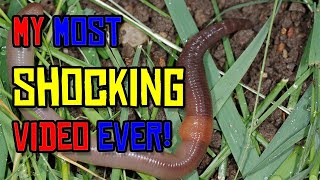 How to Build a WORM SHOCKER to get FREE LIVE BAIT [upl. by Meeharb463]