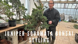 Juniper Squamata Bonsai Styling [upl. by Yentiw713]