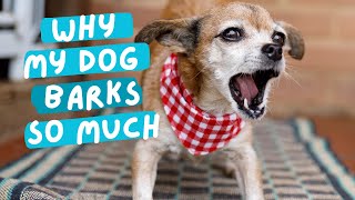 Why dogs bark too much and what mistakes to avoid [upl. by Placeeda]