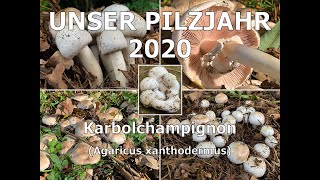 Unser Pilzjahr 2020  Karbolchampignon Karbolegerling Giftchampignon Agaricus xanthodermus [upl. by Kiah]