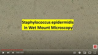 Staphylococcus epidermidis in Wet Mount of Culture [upl. by Netsrak]