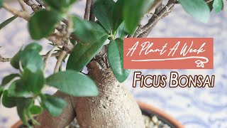 Ficus Ginseng Bonsai Care  A Plant A Week [upl. by Ellenrahs]