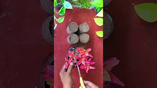 How to Propagate Red Alternanthera Cuttings in Plastic Bottle  DIY shorts [upl. by Bradman410]