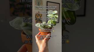 How my plant care routine changes in Autumn 🍁🪴plants plantcare houseplants indoorplants [upl. by Imefulo]