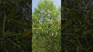 White Chandan seedling to tree 🌳 [upl. by Fakieh]