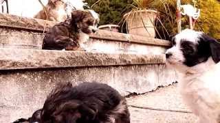 Morkie Puppies Enjoying Outside2 [upl. by Retsof700]