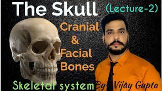 Human Skull Cranial amp Facial Bones [upl. by Dodie256]