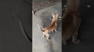 😍😘 Puppy Tail Dance  Puppy Move  Cat And Dog  Pet Videos 😍😘😇 [upl. by Oine227]