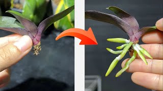 Tips for growing orchids to help them root quickly [upl. by Navi2]